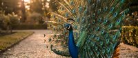 Majestic peacock displaying vibrant blue and green plumage with ornate tail feathers spread in golden sunset light on garden pathway.