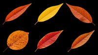 Six colorful autumn leaves in red, orange, and yellow tones, isolated on transparent background. Ready for seasonal clipart, stickers, t-shirt design, and print on demand.