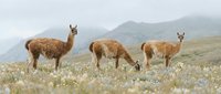 Three brown vicuñas grazing in mountain meadow with wildflowers. South American camelids in natural habitat with misty peaks background for wildlife content.