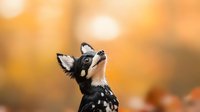 Adorable tricolor Chihuahua puppy looking up against warm autumn background with golden bokeh, perfect for pet adoption or seasonal animal photography.