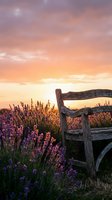 Wooden bench overlooking blooming lavender field at golden hour sunset, ideal for travel, nature, and wellness design projects.