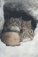 Gray wolves huddled together in a snowy den, showcasing family bonding and survival instinct in winter wilderness.