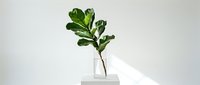 Fiddle leaf fig plant in clear glass vase on white pedestal against neutral wall with natural sunlight creating shadows for modern home decor.