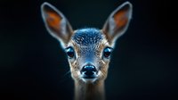 Young deer fawn portrait with bright blue eyes and alert ears against dark background for wildlife photography and nature designs.