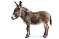Young brown donkey foal with fluffy fur coat standing in profile view against white background, isolated farm animal for agricultural and nature designs.