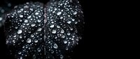 Dark leaf covered with crystal clear water droplets after rain creating natural texture pattern for wellness and spa design concepts.