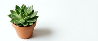 Small green succulent plant in terracotta pot on white background. Minimalist home decor and gardening concept for interior design projects.