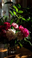Fresh pink and white peonies in glass vase with dramatic lighting and shadows, green leaves in background create natural atmosphere for romantic decor.