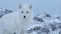 Arctic fox with thick white winter coat standing in snowy mountain landscape with frost-covered vegetation during cold season.