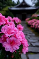 Vibrant pink camellia flowers with water droplets bloom in foreground, traditional Asian temple architecture softly blurred in background, ideal for nature and garden design projects.