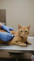 Veterinarian examining orange tabby cat with stethoscope during medical checkup at animal clinic for pet healthcare and wellness.