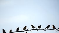 Birds perched on wire against cloudy sky creating minimalist silhouette composition for nature and wildlife photography projects.