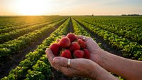 Fresh ripe strawberries cupped in farmer hands at sunrise over agricultural field rows. Organic berry harvest concept for healthy eating and farming.