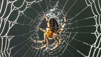 Garden spider weaving intricate web with morning dew drops, natural pest control in outdoor ecosystem, arachnid wildlife photography for nature education.
