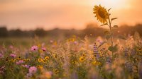 Single sunflower stands tall among colorful wildflowers in meadow during golden hour sunset with warm bokeh background for nature and agriculture themes.