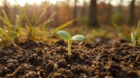 Young green seedling sprouting from rich dark soil in warm golden sunlight, symbolizing growth, new beginnings, and environmental sustainability.