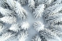 Snow-covered pine trees viewed from above creating symmetrical pattern in winter forest landscape with white frost and misty atmosphere.