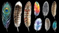 Feather collection featuring peacock, eagle, parrot, and decorative plumes isolated on transparent background. Ready for t-shirt designs, clipart, stickers, sublimation, and print-on-demand projects.