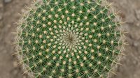 Round barrel cactus top view showing detailed spines and geometric patterns. Desert plant succulent for gardening and botanical design projects.