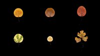 Autumn leaves in various stages of seasonal change, isolated on transparent background, ready for clipart, t-shirt design, stickers, print-on-demand products and sublimation projects.