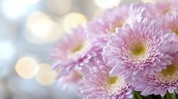 Pink chrysanthemum flowers in soft focus with dreamy bokeh background, creating romantic mood for greeting cards and floral designs.