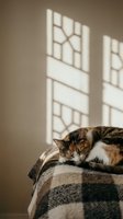 Calico cat sleeping peacefully on striped blanket with warm window light shadows creating cozy atmosphere for relaxation and comfort at home.