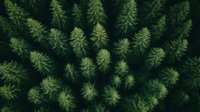 Aerial view of dense evergreen forest canopy showing treetops from above, creating natural pattern in deep green tones. Perfect for environmental themes.