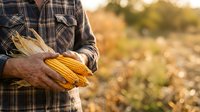 Farmer in plaid shirt holding harvested corn cob in agricultural field during golden hour, showcasing crop yield and farming success.