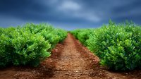 Dirt path between rows of green tea bushes leads to stormy blue sky with dramatic clouds, agricultural landscape showing cultivated tea plantation fields.
