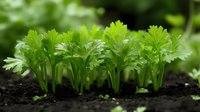 Fresh celery seedlings growing in rich dark soil with vibrant green leaves against blurred garden background, showing organic farming and healthy food cultivation.