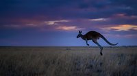 Kangaroo silhouette jumping across grassland at sunset with dramatic purple and orange sky. Wildlife photography capturing Australian outback nature scene.