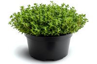 Fresh organic thyme growing in black plastic pot isolated on white background. Aromatic culinary herb ready for cooking or garden planting.