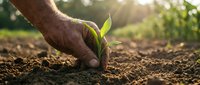 Farmer hand protecting young green plant seedling growing in fertile soil with warm sunlight, symbolizing growth, care, agriculture and environmental conservation.