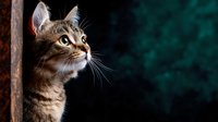 Curious striped tabby cat looking up with alert expression against dark green bokeh background, dramatic side lighting highlights whiskers and fur details.