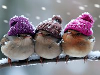 Three small birds wearing colorful knitted winter hats perched together on snowy branch, creating whimsical winter scene with purple, brown and pink beanies.