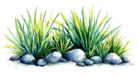 Watercolor painting of ornamental grasses with blue-green spiky leaves growing among smooth gray stones, creating a natural garden landscape arrangement.