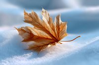 Golden maple leaf resting on fresh white snow with soft blue winter background, showcasing delicate veins and natural texture in warm sunlight.
