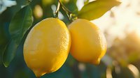 Fresh ripe yellow lemons hanging on tree branch with green leaves in warm golden sunlight, organic citrus fruit harvest in Mediterranean orchard garden.