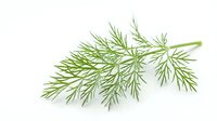 Fresh dill herb branch with delicate feathery green leaves isolated on white background, suitable for culinary, cooking, and food design projects.