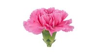 Pink carnation flower with ruffled petals isolated on white background for floral design, greeting cards, wedding decorations and botanical projects.