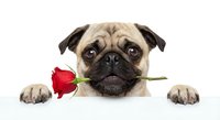 Adorable pug dog holding red rose in mouth with paws over white banner edge, romantic Valentine's Day pet portrait for greeting cards and love themes.
