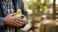 Farmer holding yellow duckling in hands outdoors on farm, agricultural livestock care and poultry farming concept.