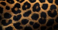 Close up of natural leopard fur pattern showing distinctive black rosettes on golden brown background, textured animal print for fashion and design projects.