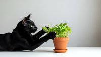 Black cat with green eyes reaching toward small potted plant on white surface. Pet safety and houseplant interaction concept for veterinary education.