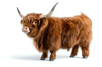 Highland cow with long ginger fur and distinctive horns standing in profile against white background, isolated farm animal for agricultural and design projects.