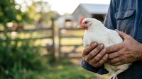 Farmer holding white chicken in hands on rural farm with green pasture and wooden fence in background, agricultural livestock care and poultry farming.