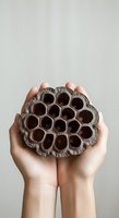 Close-up of hands holding empty wasp nest with hexagonal cells, isolated against neutral background. Suitable for nature, wildlife, education, and design projects.