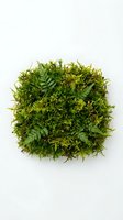 Lush green moss ball with delicate fern-like foliage isolated on white background, ready for botanical, nature, and design projects.