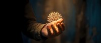 Glowing golden tree symbol floating above open palm representing growth, sustainability, environmental protection and nature conservation concept.