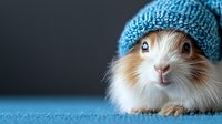 Adorable hamster wearing blue knitted winter hat looking at camera with curious expression against dark background, close up portrait of fluffy pet.